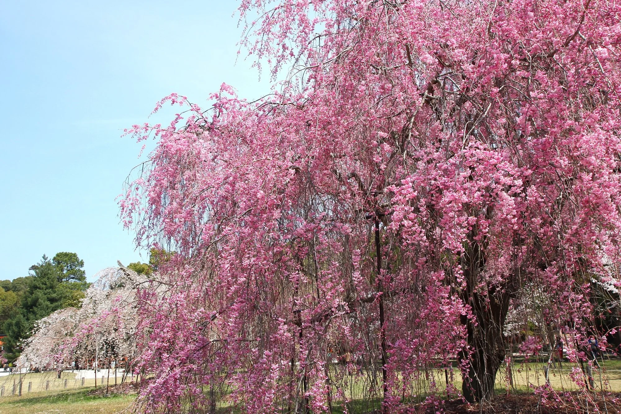 2026年 京都 桜ガイド — Genji Kyoto